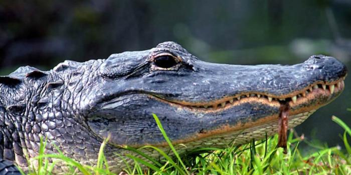 1024x768 Alligator Desktop and Mobile Wallpaper - Animals Town