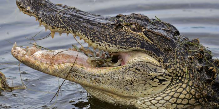 4398x2687 New Alligator Background View #966001 Wallpapers | RiseWLP