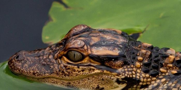 1080x1920 Alligator iPhone Wallpapers - Top Free Alligator iPhone