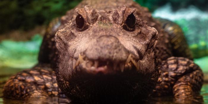 3840x2160 Download wallpaper 3840x2160 alligator, crocodile, reptile