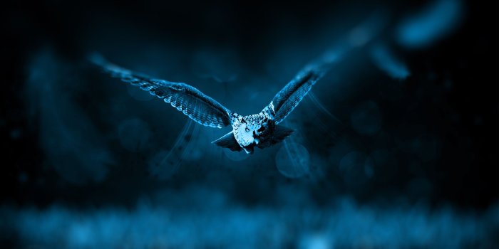 2880x1800 Night Owl Wallpapers - Top Free Night Owl Backgrounds