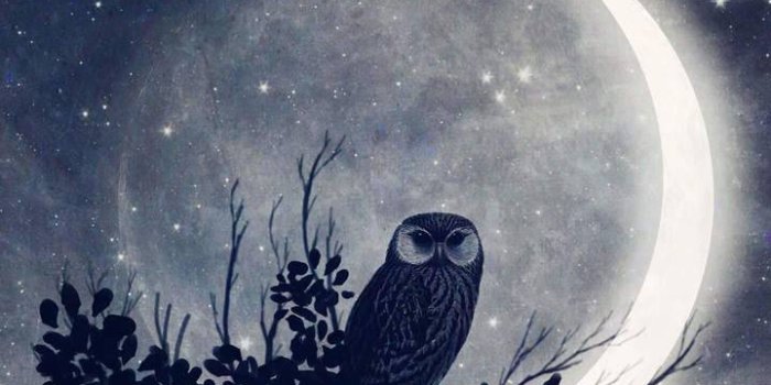 720x1280 Night Owl wallpaper by gterritory - 93 - Free on ZEDGE™
