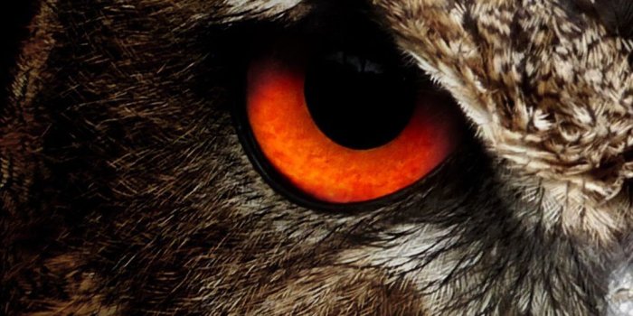 1080x1920 Night Owl Wallpapers - Top Free Night Owl Backgrounds