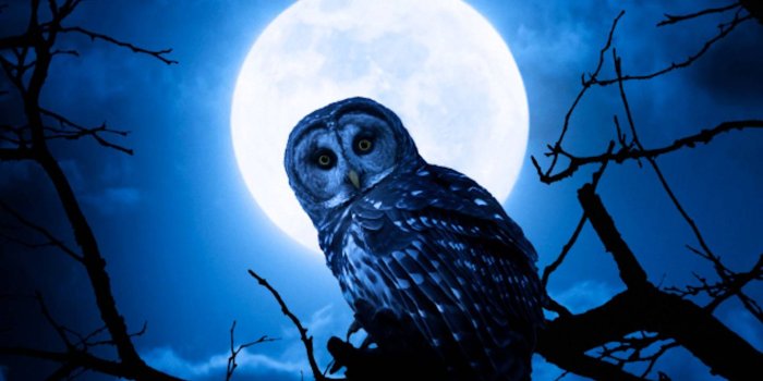 1440x1280 Night Owl wallpaper by MzMegz - 4e - Free on ZEDGE™