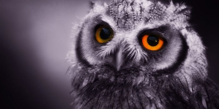 1366x768 Free download Night Owl Wallpapers [1440x900] for your Desktop