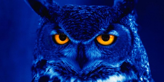 1600x900 Free download owl wallpaper cool blue effect night Owl Wallpaper