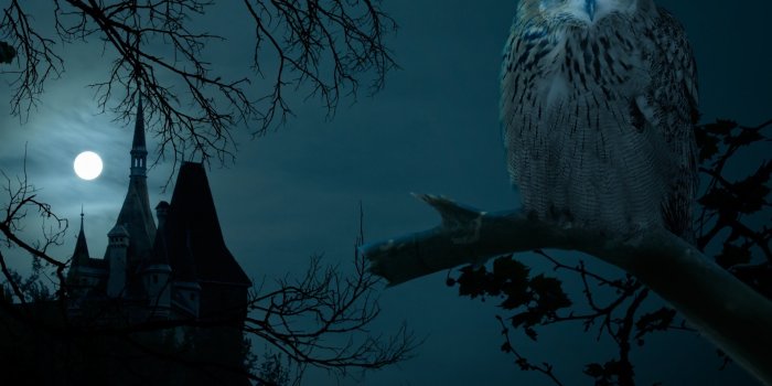 2560x1440 Free download Halloween Night Owl Hounted Wallpapers HD 4k High