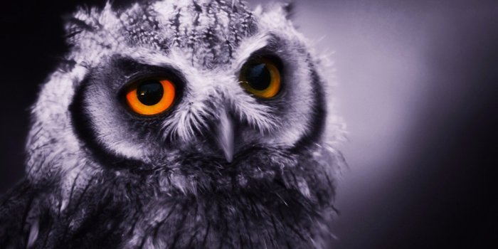 1920x1200 376222 1920x1200 Night Owl, 191.6 KB, Animals, Sarah Michelle