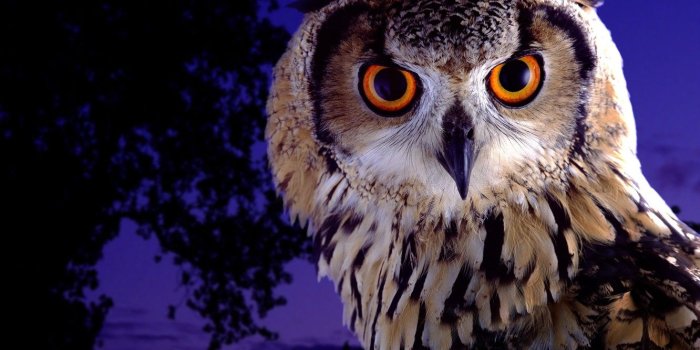 1332x850 Wallpaper purple, eyes, look, night, owl, bird, beauty, twilight