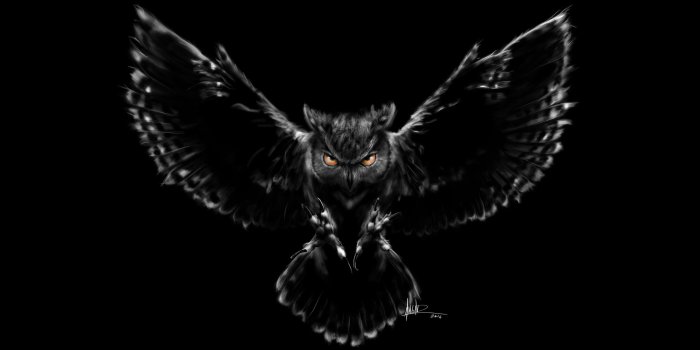 2560x1440 Owl Wallpaper HD (83+ images)