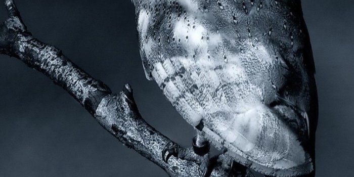 1000x1600 White Night Owl Android Wallpaper free download