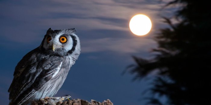 1920x1080 Owl Wallpaper HD (83+ images)