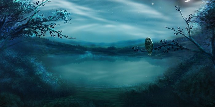 2560x1600 Night Owl Hd Wallpaper - Owl Night Moon (#2041591) - HD Wallpaper