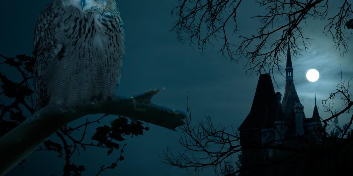 2560x1440 Night Owls Wallpapers