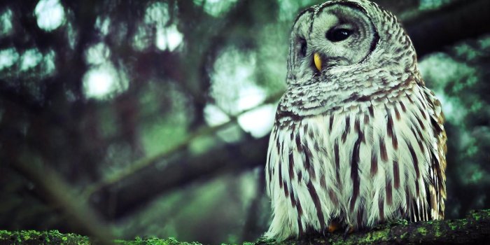 1920x1080 Owl Wallpapers High Resolution (64+ images)