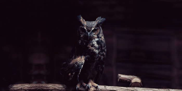1920x1200 Dark Owl Wallpapers