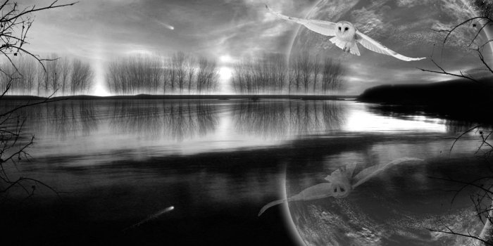 1920x1200 Night Owl wallpaper | nature and landscape | Wallpaper Better