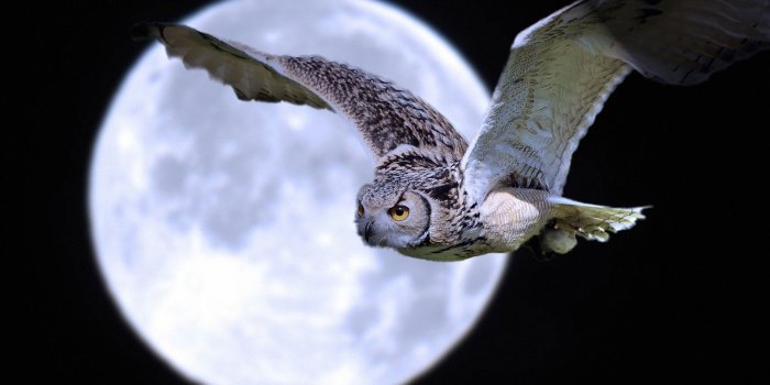 1920x1200 Night Owl Moon wallpaper | 1920x1200 | #13848