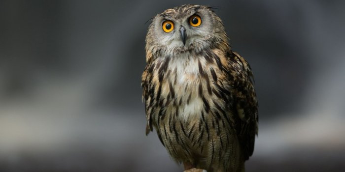 1600x900 We Love Nature And Creatures: | Owl | Owl Wallpapers | Owl Hd