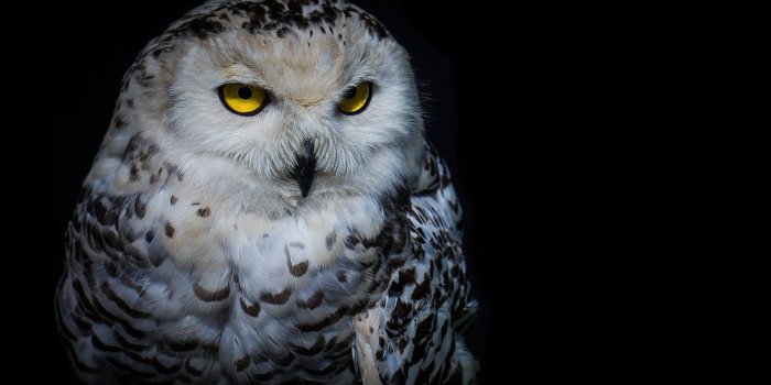 1332x850 Wallpaper look, night, owl images for desktop, section животные