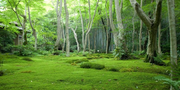 1920x1200 Japanese Forest Wallpapers - Top Free Japanese Forest Backgrounds