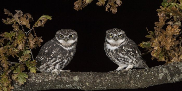 1332x850 Wallpaper night, owl, branch, pair images for desktop, section