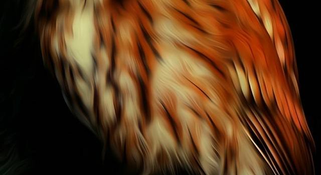 640x1280 Night owl wallpaper by Lariche13 - c0 - Free on ZEDGE™