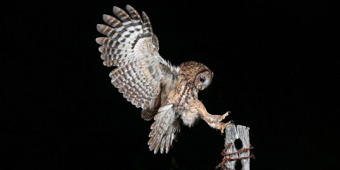 2560x1600 Night Owl Wallpapers - Top Free Night Owl Backgrounds