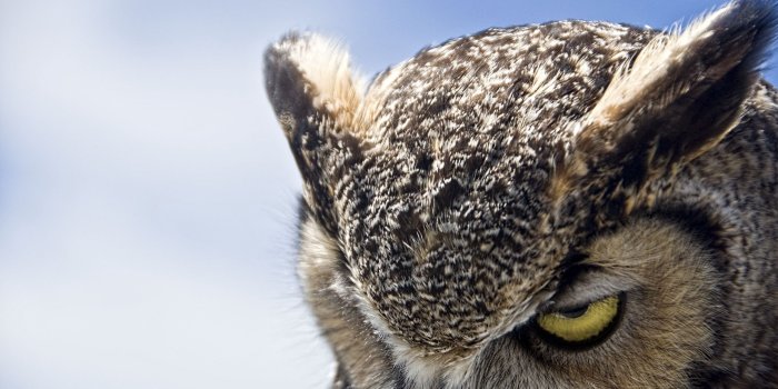 2560x1600 Night Owl Wallpapers Desktop Background