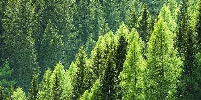 854x1590 Bright green pine tree forest. Nature | Forest wallpaper iphone