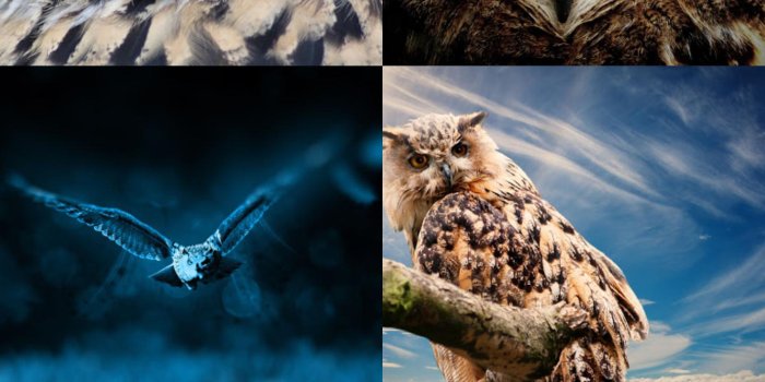 1440x2560 Night Owl Wallpaper HD for Android - APK Download