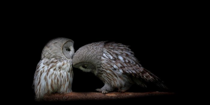 1600x1000 150 Beautiful Owl Hd Wallpaper Ideas - Cameeron Web