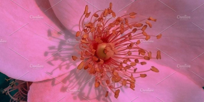 910x1617 Fashion idea wallpaper phone. Pink | High-Quality Nature Stock