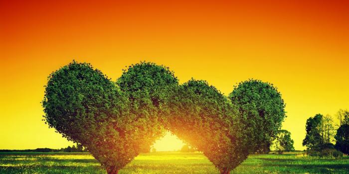 3840x2160 Heart Shaped Bush Sunset 4K wallpaper