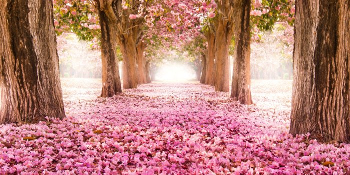 7000x4520 Most Beautiful Spring Wallpapers - Top Free Most Beautiful Spring