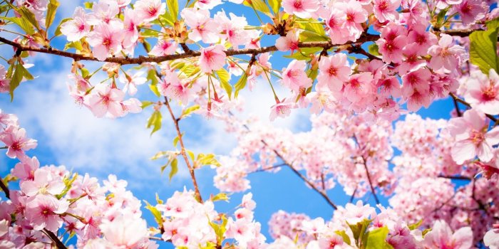 2560x1600 Beautiful Spring Wallpaper ·① WallpaperTag