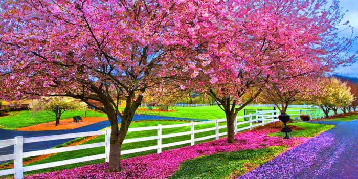 1366x768 Free download Beautiful Spring Day Computer Wallpapers Desktop