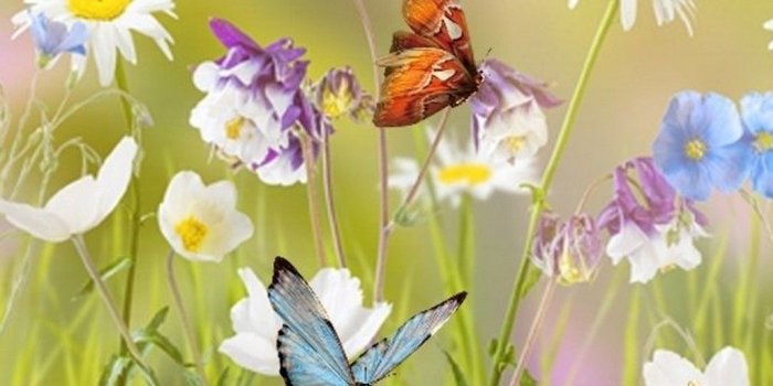 1080x1920 Beautiful Spring Wallpaper iPhone | Spring wallpaper, Iphone