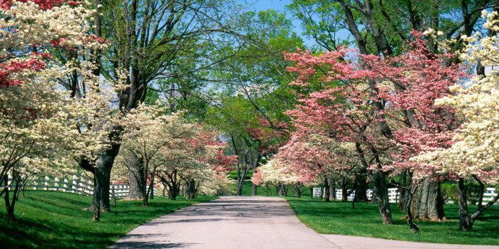 1680x1050 Beautiful Spring wallpapers - Crazy Frankenstein