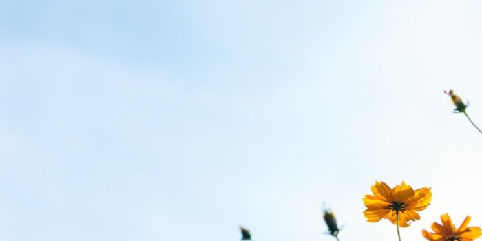 1000x1498 Spring Wallpapers: Free HD Download [500+ HQ] | Unsplash