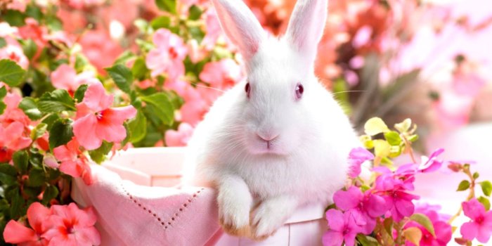 1456x930 Beautiful Spring Wallpaper | All HD Wallpapers Gallery