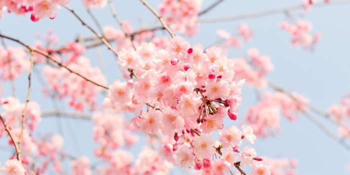 1920x1440 Beautiful Spring Wallpaper Images #5PA8657, 0.52 Mb - Picserio.com