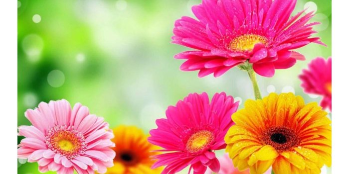 3840x2160 Beautiful Spring Wallpaper Hd - Spring Flowers (#1869684) - HD