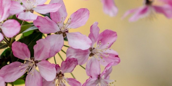 1080x1920 Android Wallpaper HD Beautiful Spring - 2020 Android Wallpapers