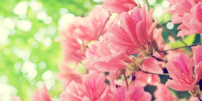 2560x1600 Beautiful Spring Flowers wallpaper | 2560x1600 | #22596