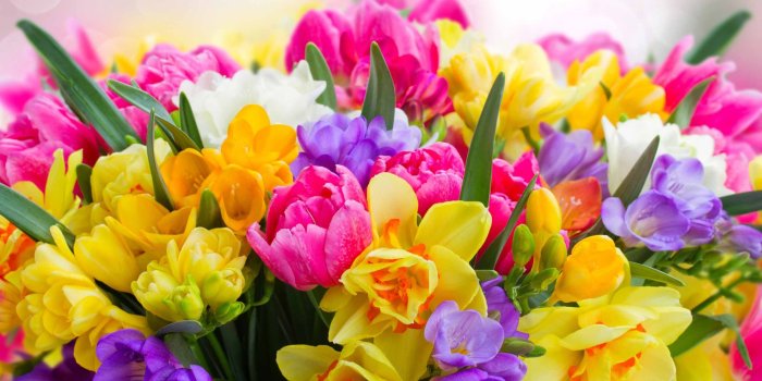 2560x1600 Beautiful Spring Flower Mac Wallpaper Download | AllMacWallpaper