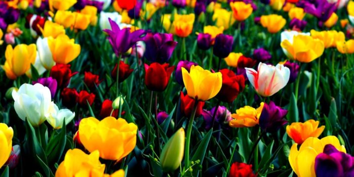 1353x819 Most Beautiful Spring Wallpapers - Top Free Most Beautiful Spring