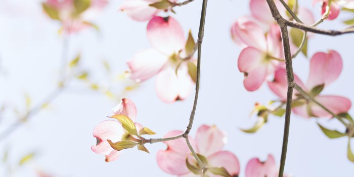 4160x6240 Spring Wallpapers: Free HD Download [500+ HQ] | Unsplash