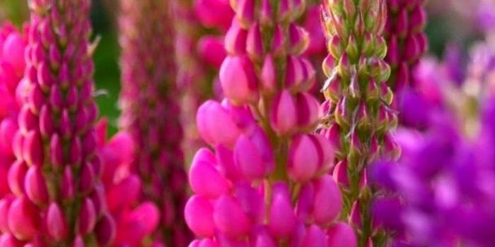 1080x1920 iPhone X Wallpaper Beautiful Spring | 2020 3D iPhone Wallpaper