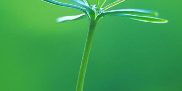 1080x1920 Green | iPhone Wallpaper